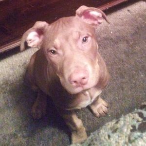 Meet your Posher, Gregory